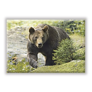 Orso bruno / Brown bear
MAG_NAT_196