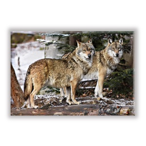 Lupi / Wolfs
MAG_NAT_234