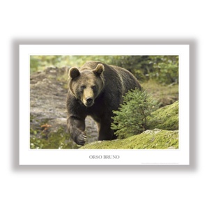 Orsi bruni / Brown bears
POS_NAT_01