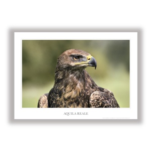 Aquila reale / Golden eagle
POS_NAT_03