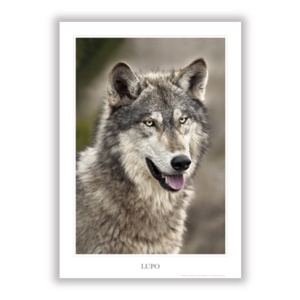Lupo / Wolf
POS_NAT_04