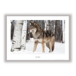Lupo / Wolf
CAR_NAT_05 