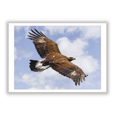 Aquila reale / Golden eagle
CAR_NAT_22
